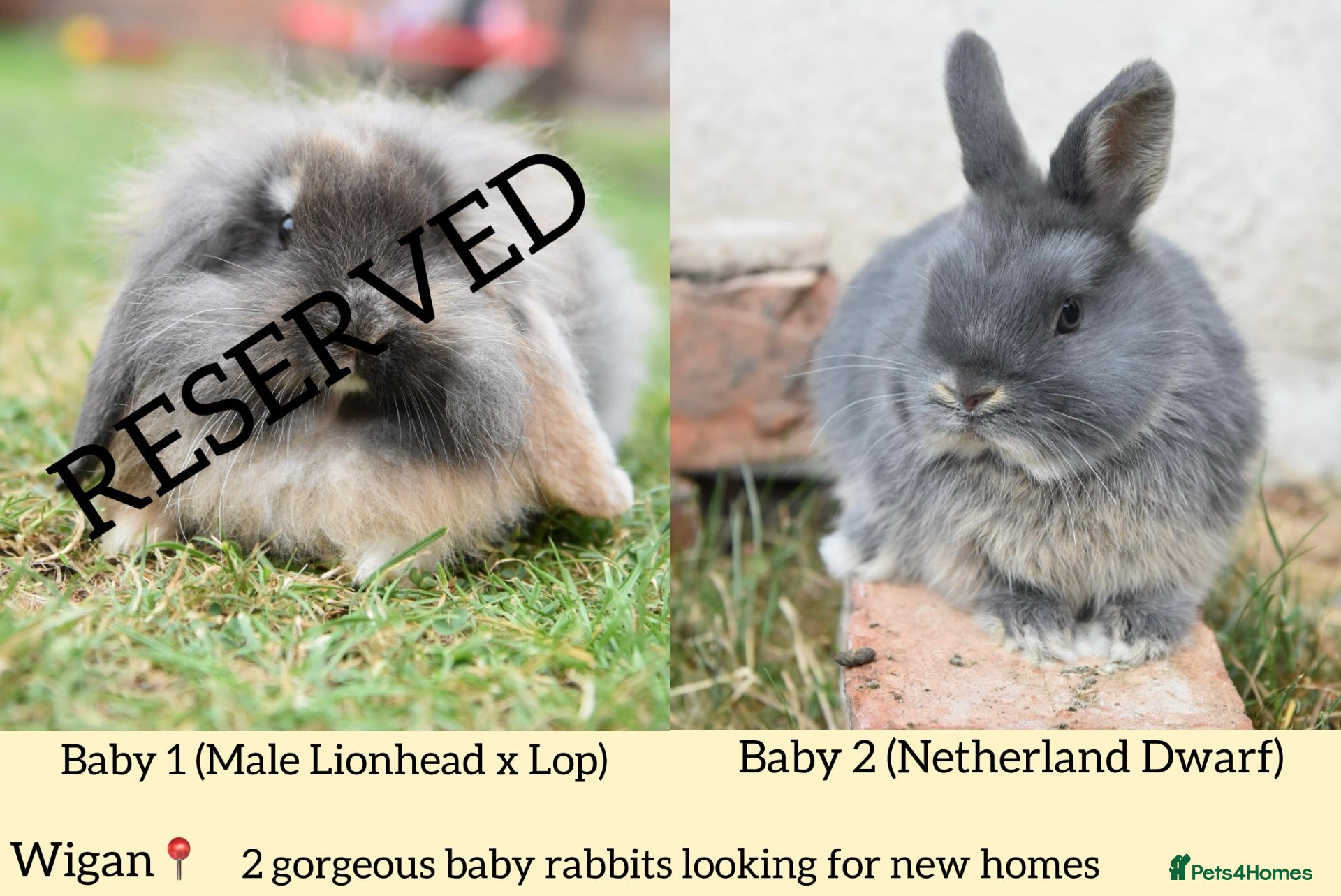 Netherland Dwarf rabbits ⭐️ Baby rabbits looking for new home ⭐️ - Advert 1