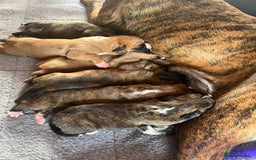 Boxer dogs for sale: KC Boxer Puppies for sale 4 Dogs 2 Bitches - Image 29