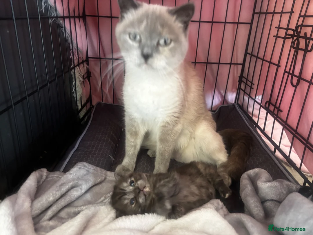 British Shorthair cats for sale: 🍫Rare coat British short hair 🍫 - Advert 2
