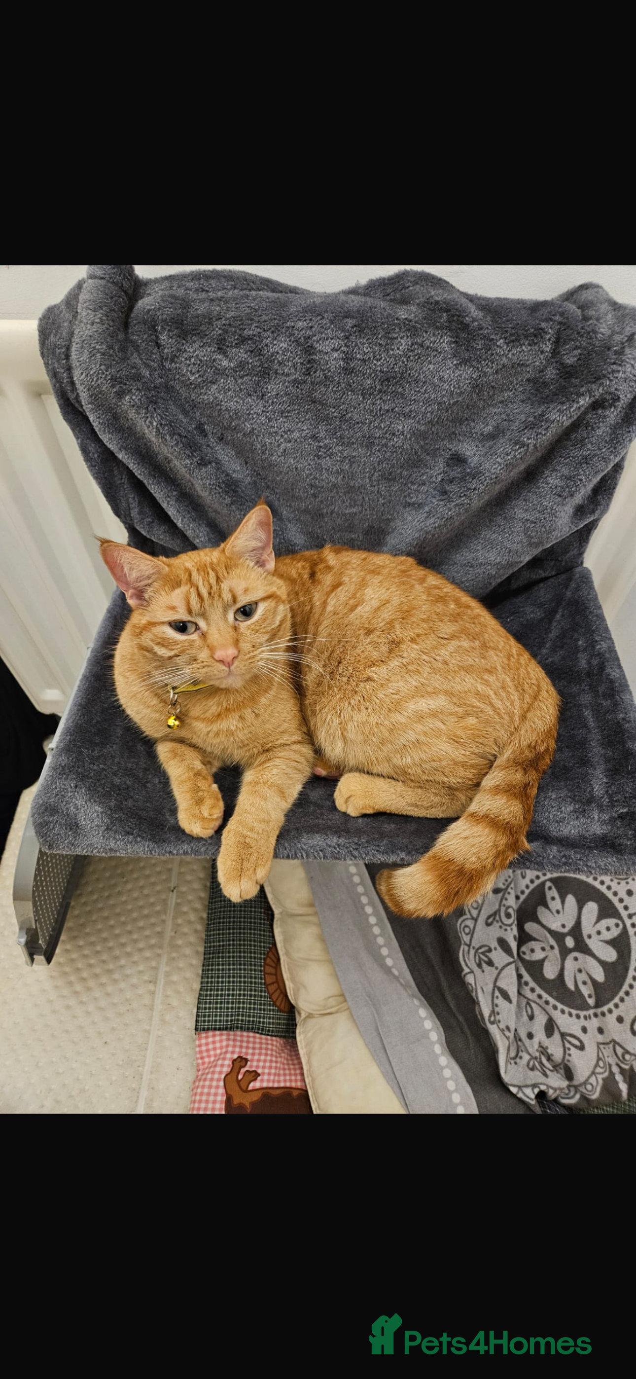 Mixed Breed cats Ginger male cat 3 years old  - Advert 1