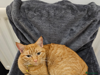 Mixed Breed cats Ginger male cat 3 years old - Advert 3