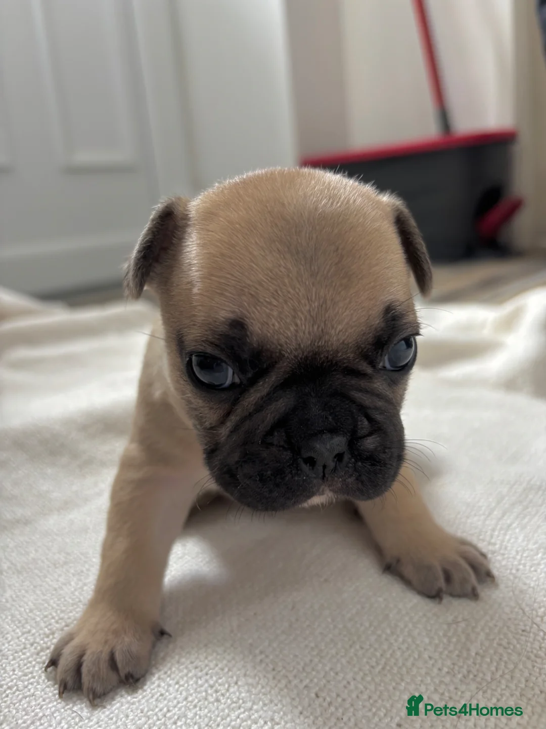French Bulldog dogs for sale: French bulldog Puppies  - Advert 9