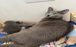 Russian Blue cats for sale: TICA pedigree Russian blue kittens 🐱  - Image 28