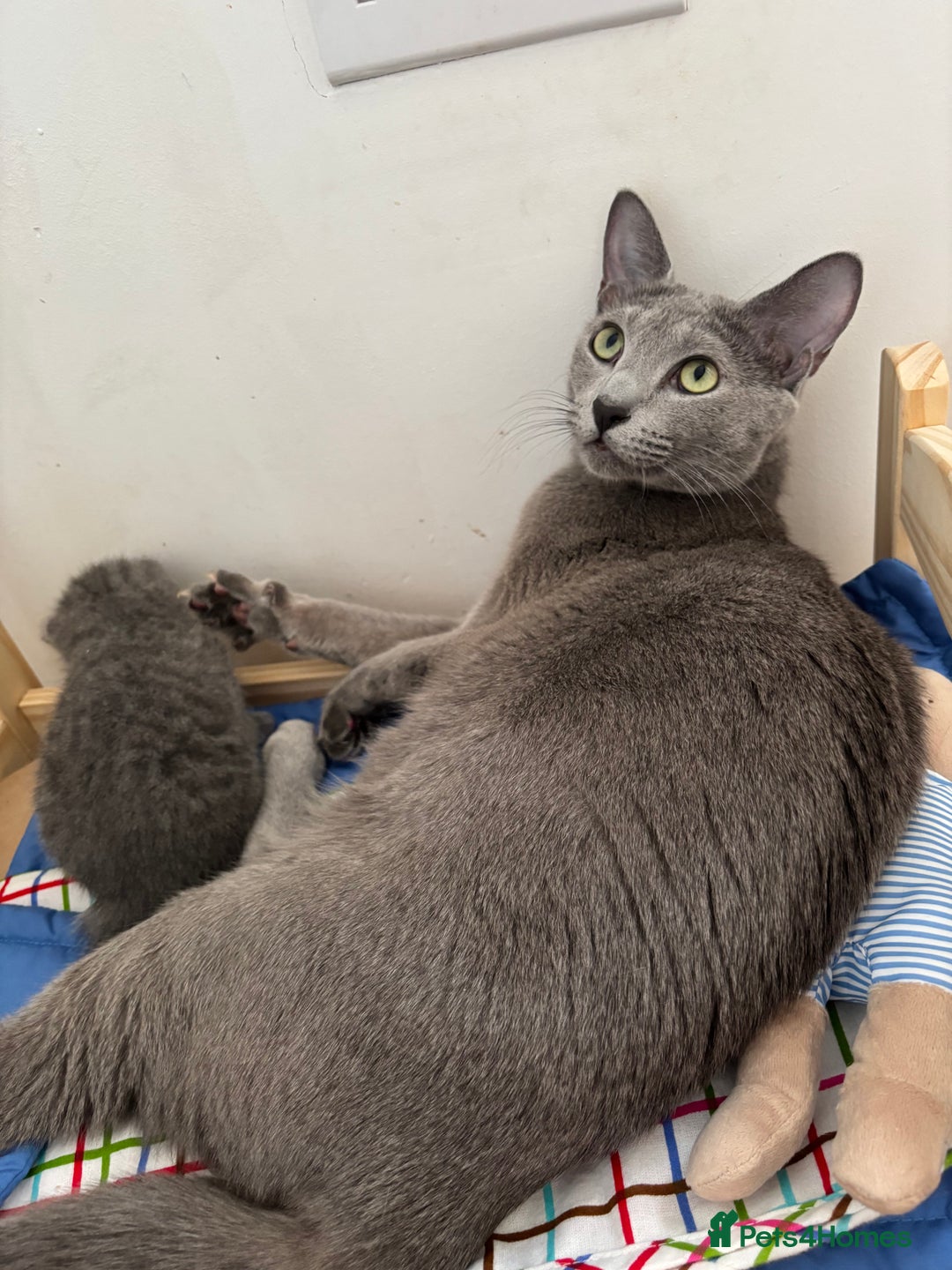 Russian Blue cats for sale: TICA pedigree Russian blue kittens 🐱  - Image 28