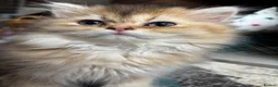 British Longhair cats for sale: GCCF reg Golden British Longhair/Shorthair Kittens - Advert 5