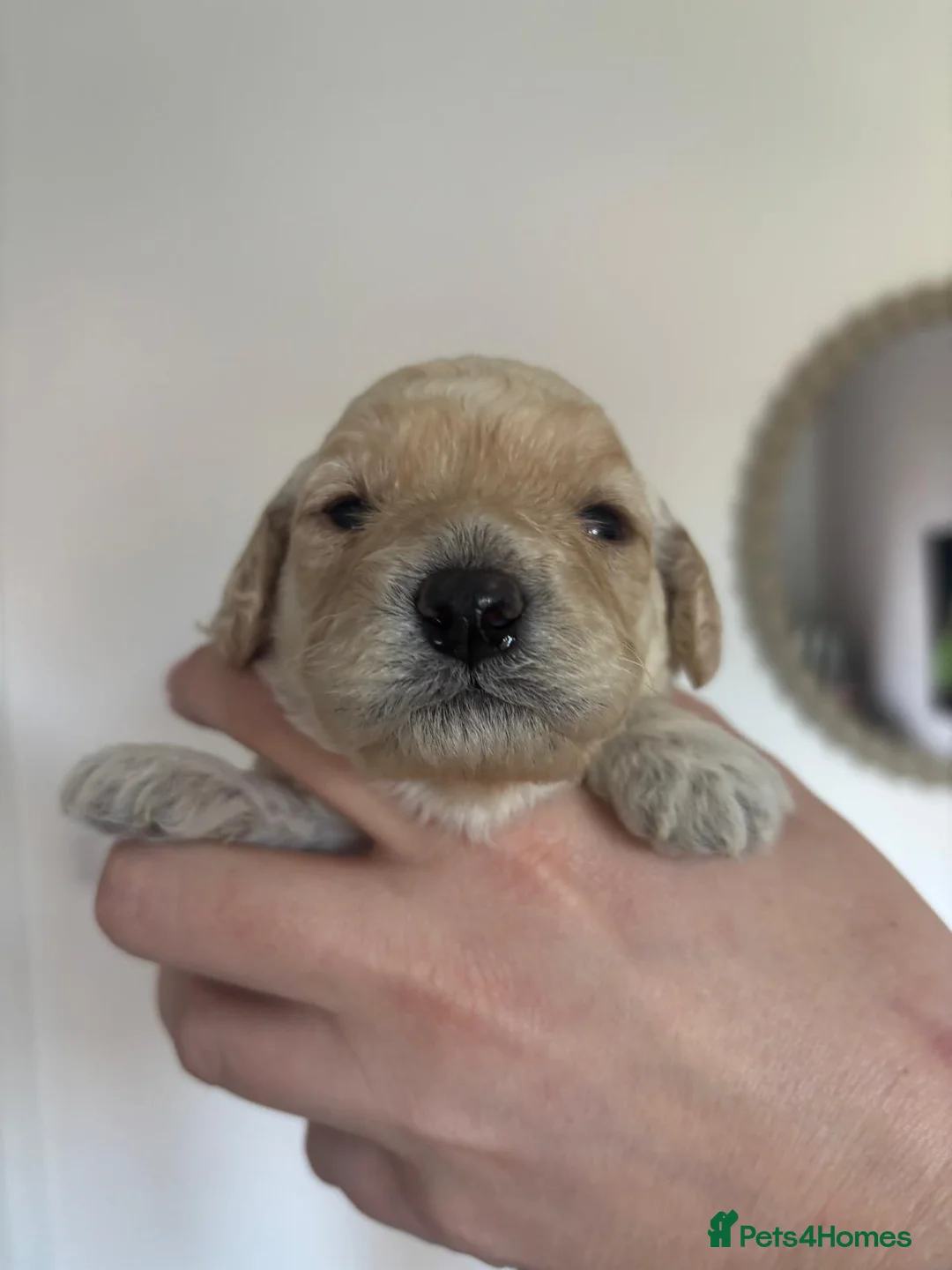 Miniature Poodle dogs for sale: 🐾 Miniature Poodle Puppies for Sale 🐾 - Advert 2