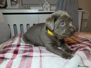 Labrador Retriever dogs Silver Labrador Puppies - Fully Health Tested - Advert 9