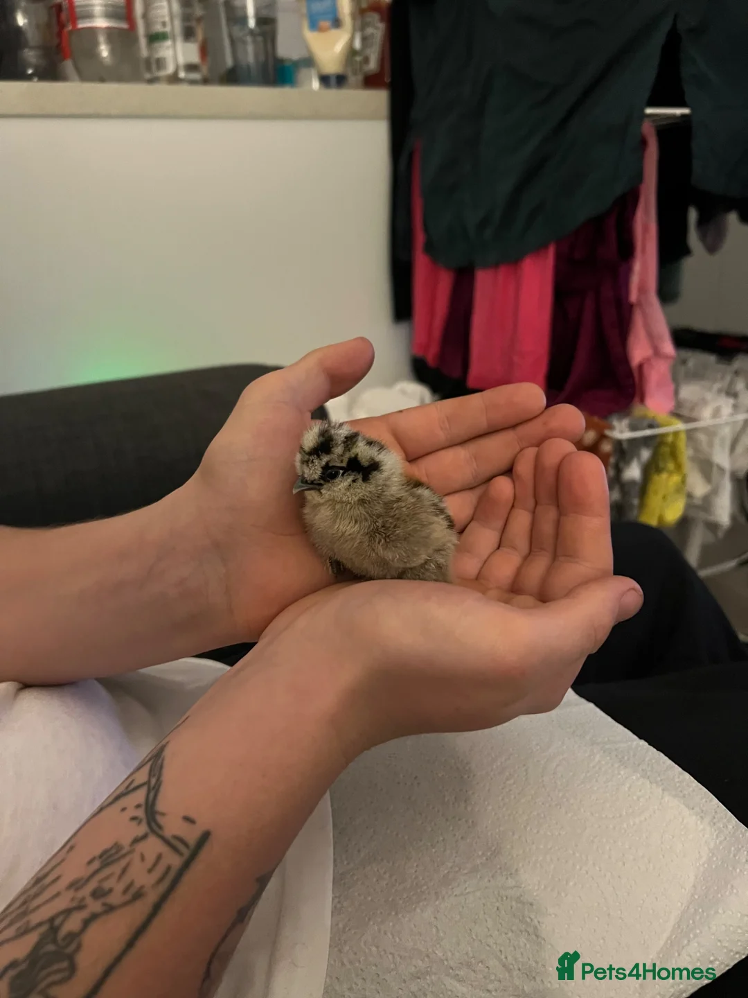 Chickens poultry for sale: Silkie bantam chicks  in Reading - Advert 2