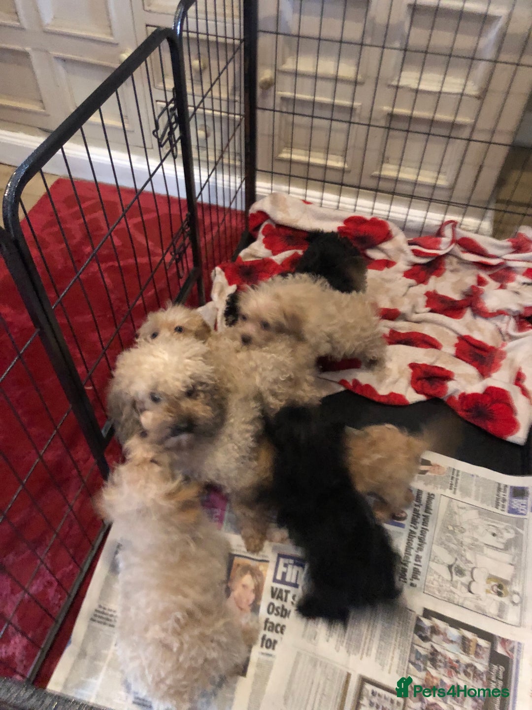 Mixed Breed dogs for sale: shihpoo x maltese puppies for sale - Advert 29
