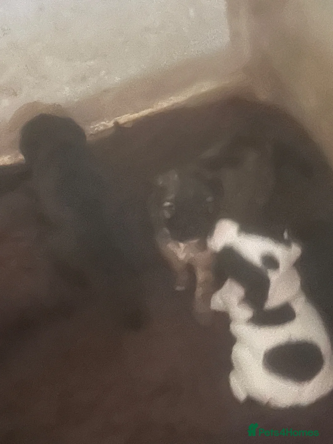 Jack Russell dogs for sale: Jack Russell  - Advert 2
