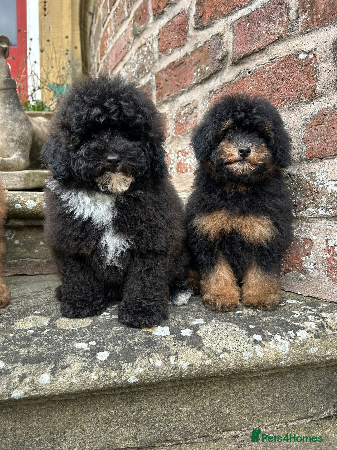 Toy Poodle dogs for sale: Beautiful KC Reg. Small Toy Poodle Puppies - Image 4
