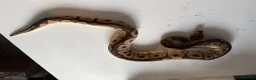 Python Snake reptiles for sale: Ball pythons various reduced  - Advert 3