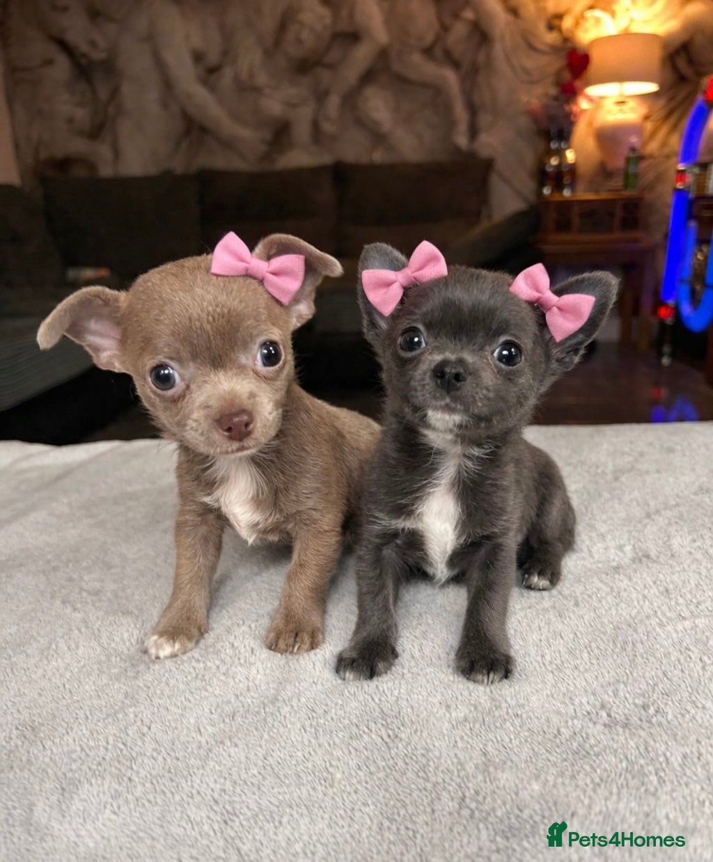 Chihuahua dogs READY 10th April Tiny girls 💕 - Advert 6