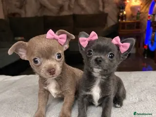 Chihuahua dogs READY 10th April Tiny girls 💕 - Advert 6