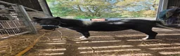 Shetland pony horses for sale: Glenroeburn Nelson - Advert 3