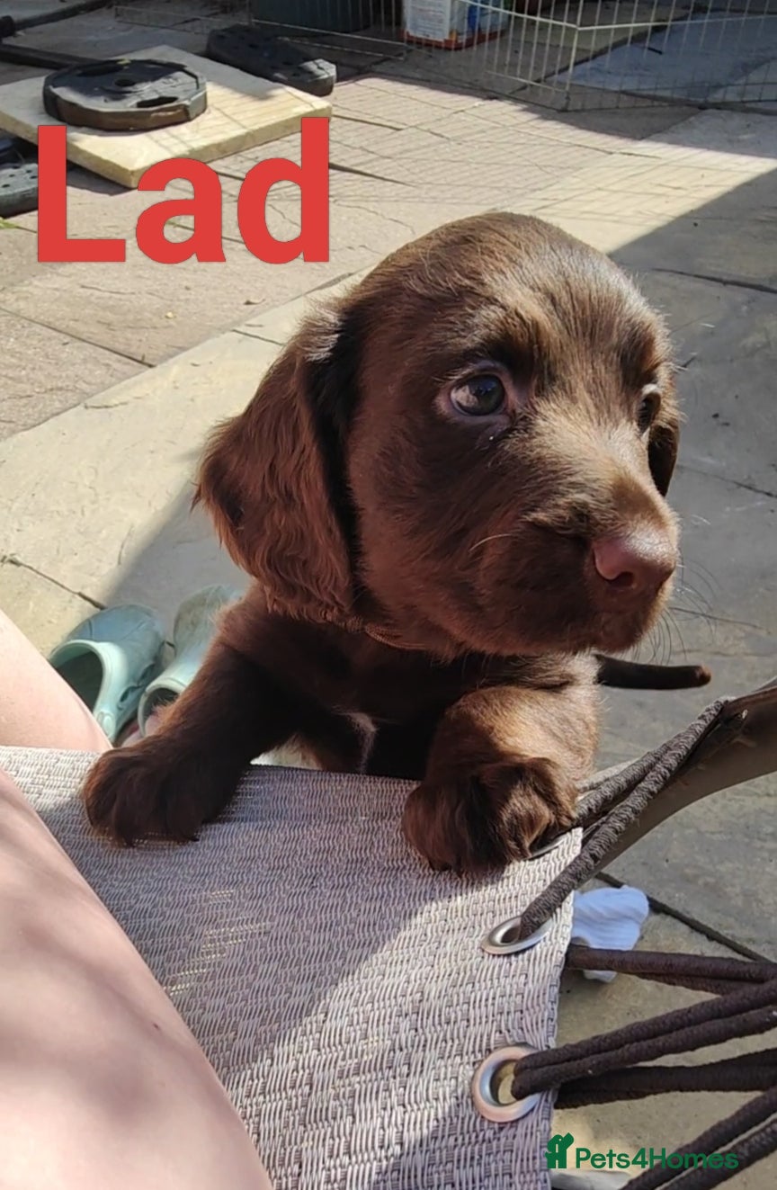 Cocker Spaniel dogs KC Cocker Spaniel Pups (worker) - Advert 2