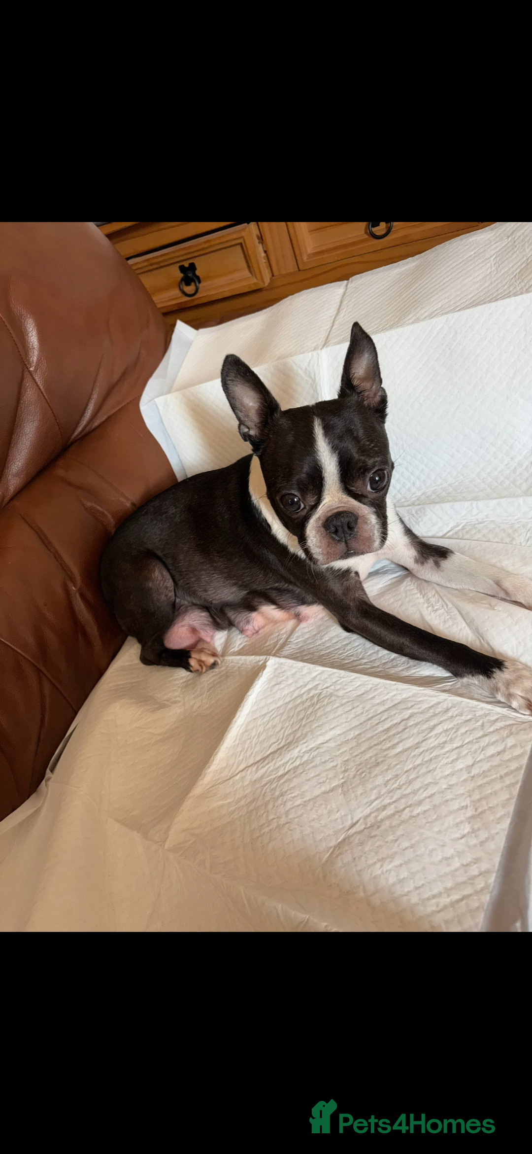 Boston Terrier dogs for sale: K.C. BEAUTIFUL BOSTON TERRIER PUPPIES - Image 6