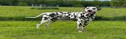 Dalmatian dogs for stud: Our Loveable Handsome Liver Dalmatian Marshall - Advert 3