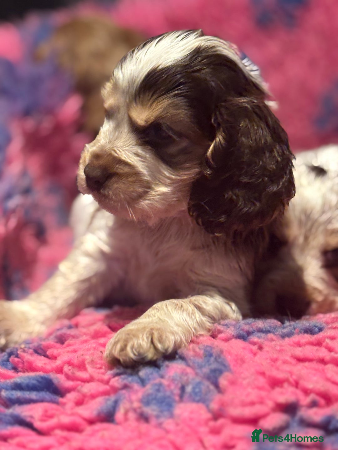 Cocker Spaniel dogs for sale: Outstanding of top quality show type puppies 🌈🐶 - Advert 23