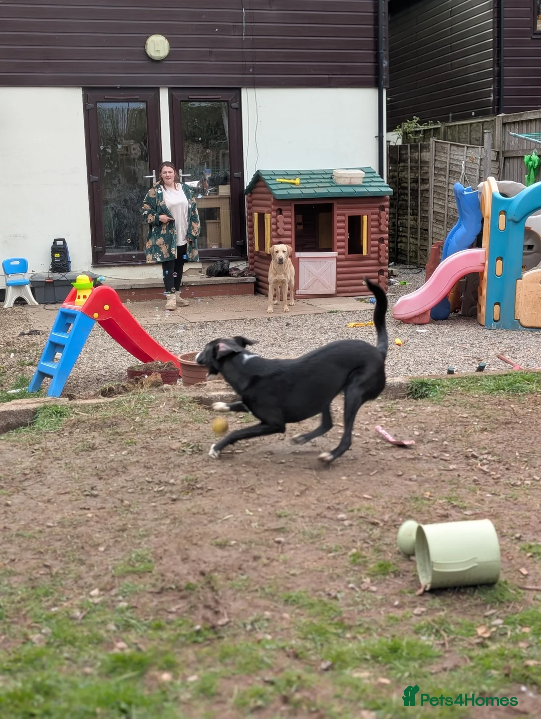 Whippet dogs for stud: Lovely Stella - Advert 3