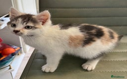 Mixed Breed cats for sale: Calico Grey, Pale Ginger & White ready now - Image 5