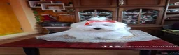 Maltese dogs for stud: Fluffy  in Slough - Advert 2