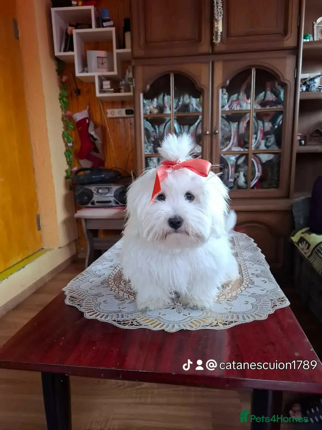 Maltese dogs for stud: Fluffy  in Slough - Advert 2
