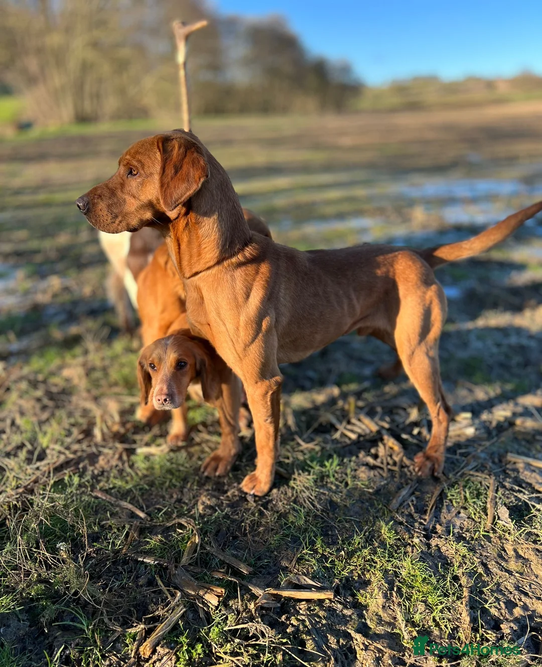 Labrador Retriever dogs for stud: Extensively health tested with 0/0 hips 0/0 elbow in Middlesbrough - Advert 10