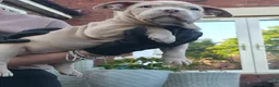 American Bully dogs for sale: Exclusive American Bully Pocket Premium Line - Advert 7
