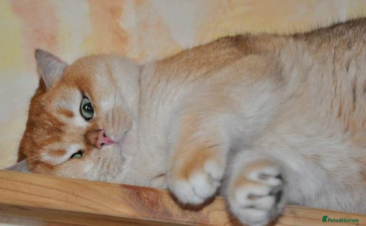 British Shorthair cats - Advert 13