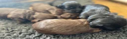 Cocker Spaniel dogs for sale: Working cocker spaniel pups - Advert 4