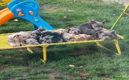 American Bully dogs for sale: David  - Image 1
