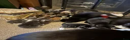 Mixed Breed cats for sale: Mixed breed kittens  - Advert 2