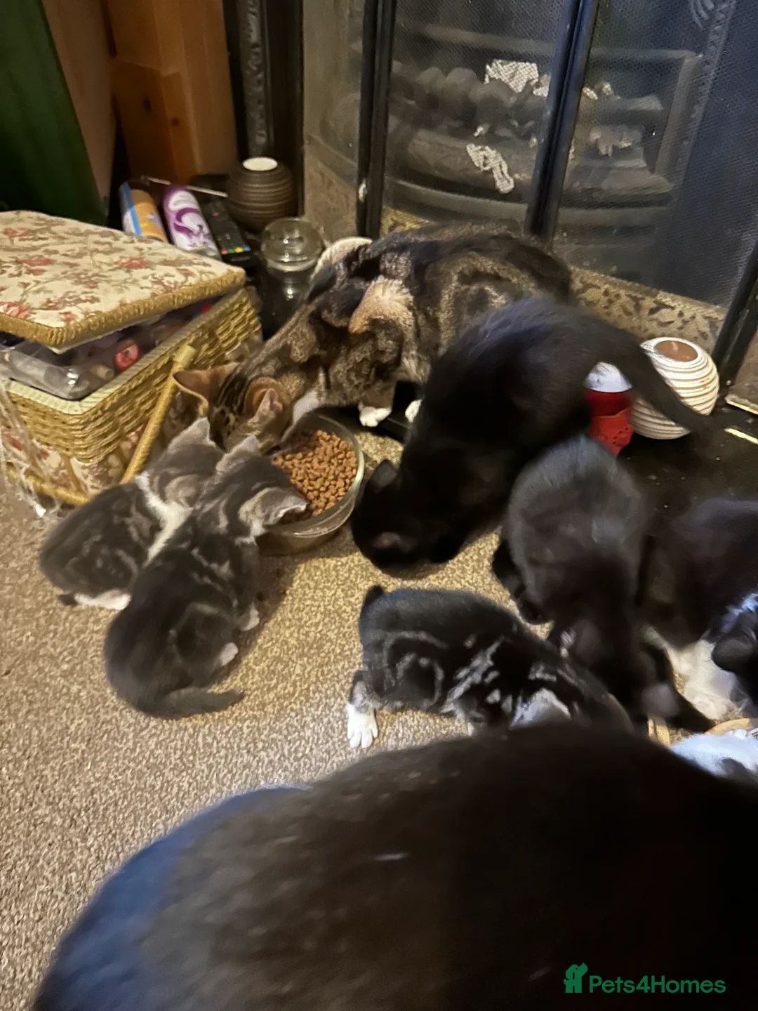 Mixed Breed cats for sale: Mixed breed kittens  - Advert 2