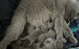 Scottish Fold cats for sale: Beautiful Scottish fold/straight lilac kittens  - Image 3