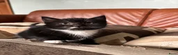 Mixed Breed cats for sale: 7 black and white kittens looking for forever home - Advert 2