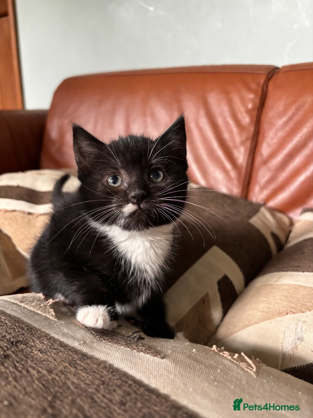 Mixed Breed cats for sale: 7 black and white kittens looking for forever home - Advert 2
