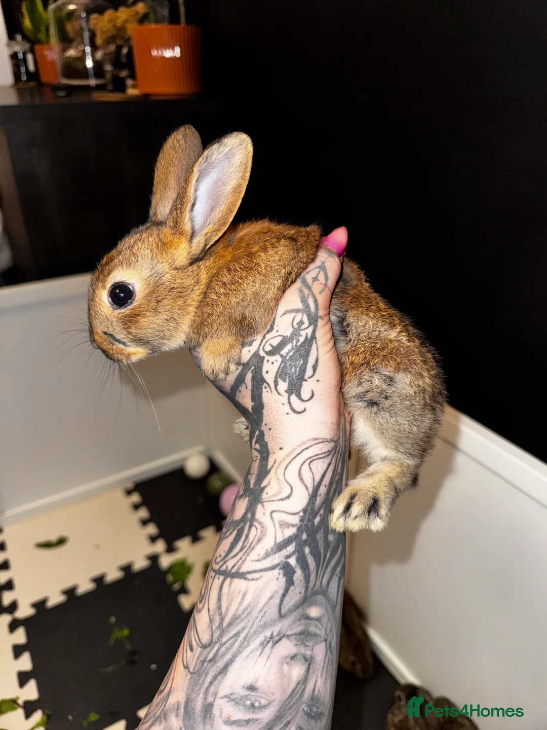 Belgian Hares rabbits for sale: Mixed Belgian hares - Advert 6