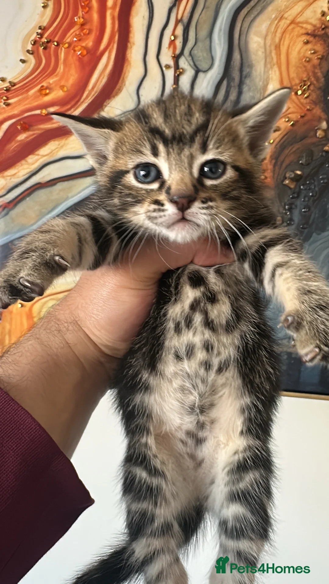 Mixed Breed cats for sale: British Short hair mix kittens - Advert 2