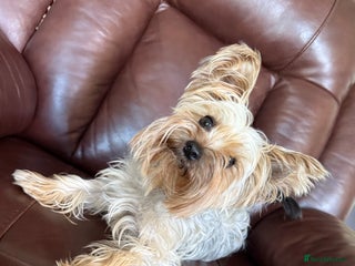 Yorkshire Terrier dogs Yorkshire terrier puppies for sale - Advert 9