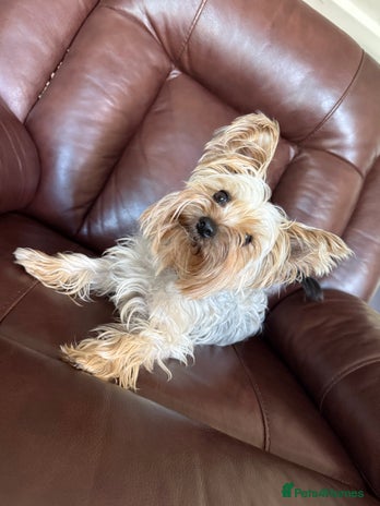 Yorkshire Terrier dogs Yorkshire terrier puppies for sale - Advert 1