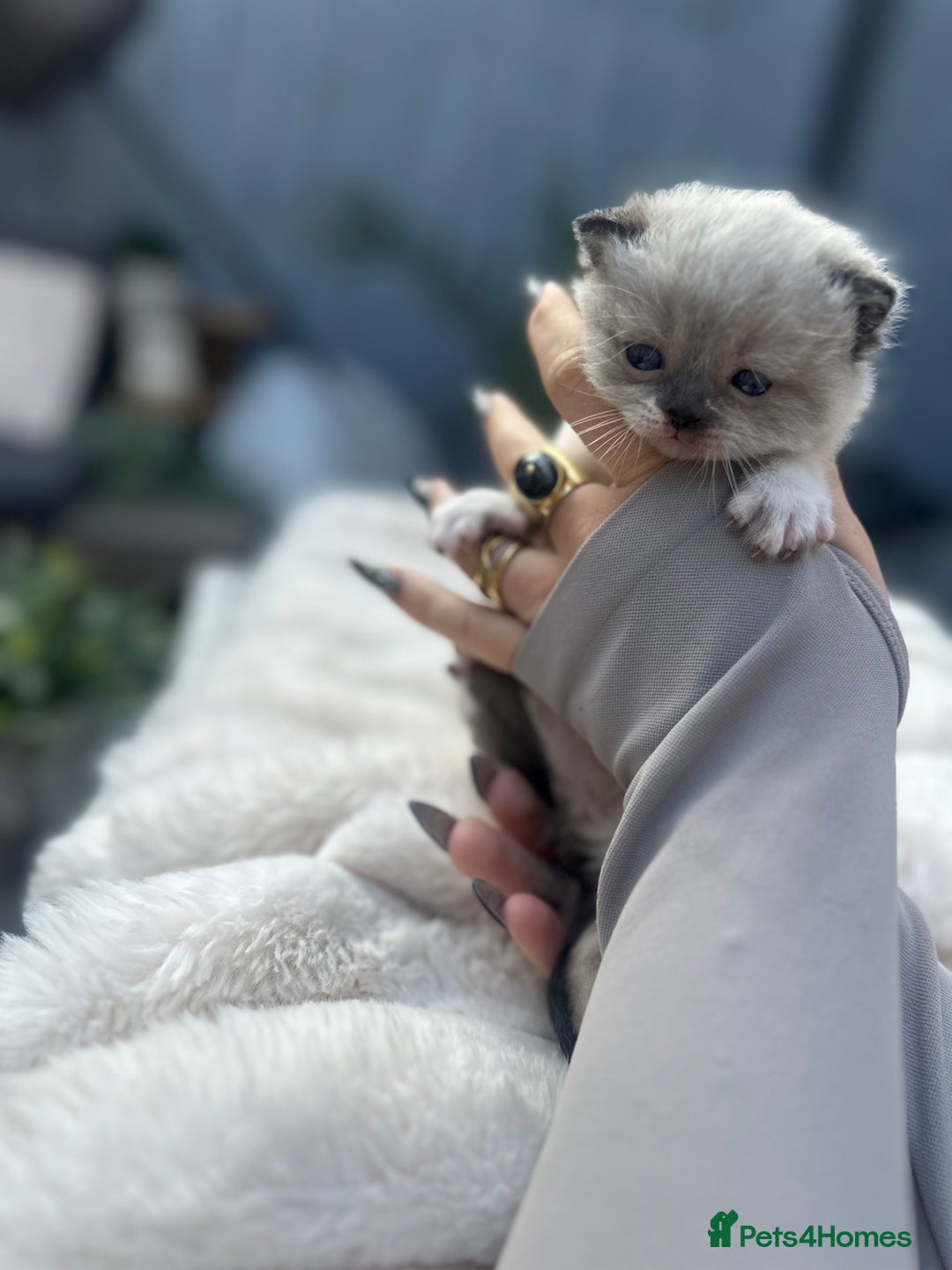 British Shorthair cats for sale: British blue x ragdolls  - Image 1