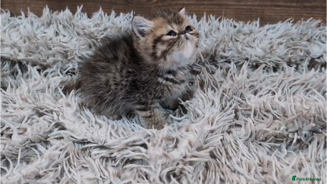 Persian cats for sale: Persian Kittens For Sale - Advert 7