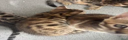 Bengal cats for sale: Kittens ready now  in Cramlington - Advert 11