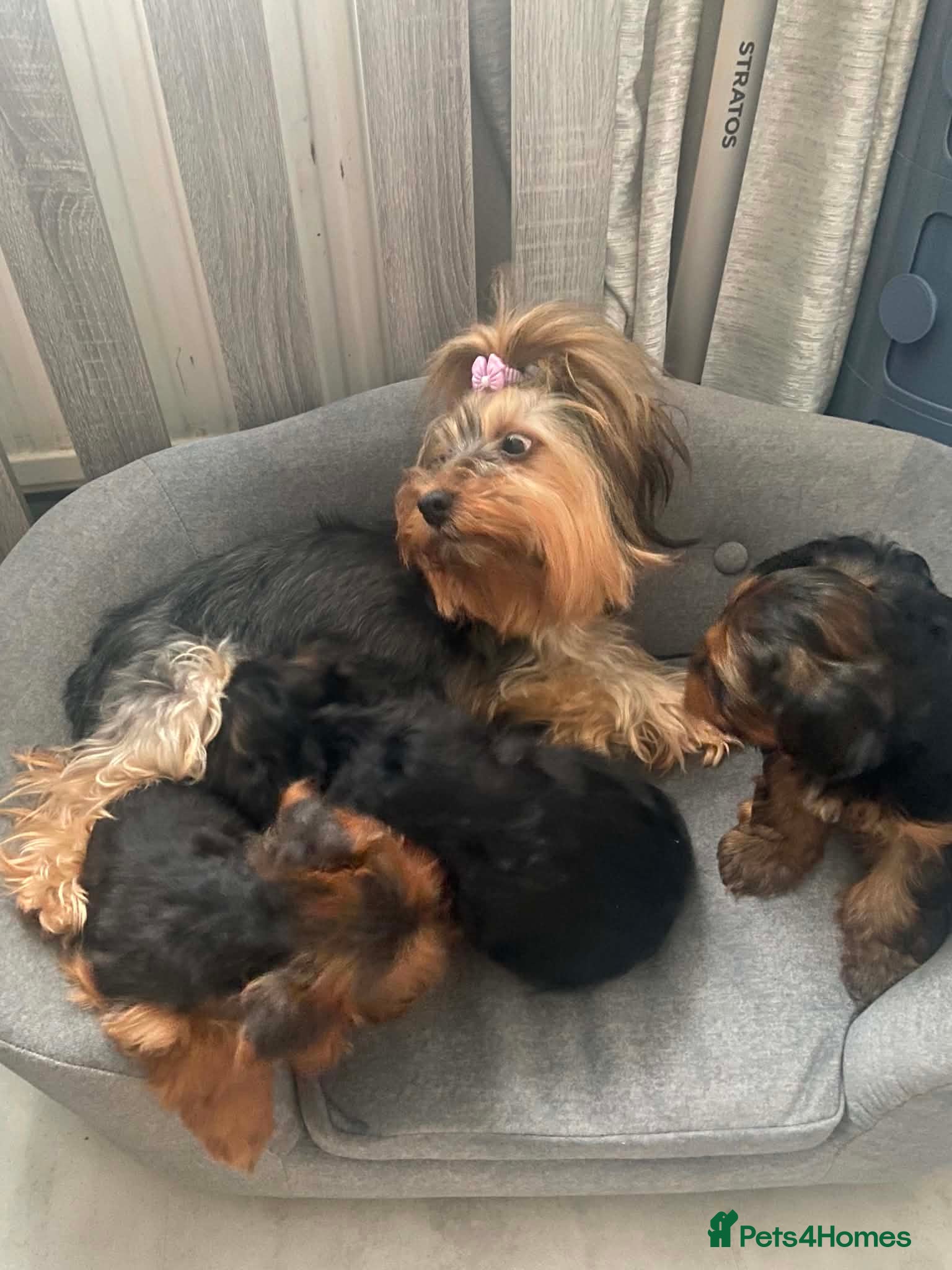 Yorkshire Terrier dogs Wioletta - Advert 1