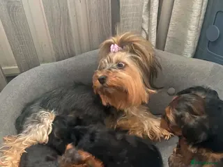 Yorkshire Terrier dogs Wioletta - Advert 1