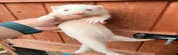Ferret rodents for sale: Ferrets for sale Jill’s and hobs - Advert 7