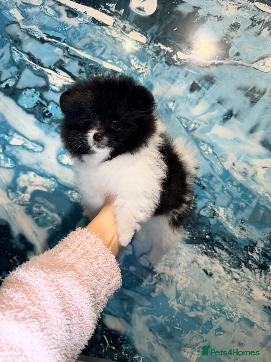 Pomeranian dogs for sale: Party color Pomeranian boy like a panda bear - Advert 9