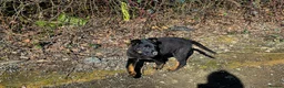 Mixed Breed dogs for sale: Last boy left - ready for his family - Advert 1