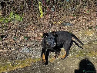 Mixed Breed dogs Last boy left - ready for his family - Advert 1